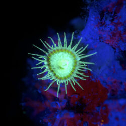 Bioluminescent Diving Cairns