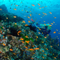 Great Barrier Reef Scuba Dive