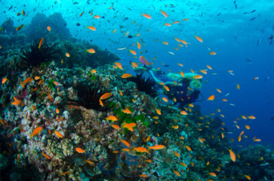 Great Barrier Reef Scuba Dive