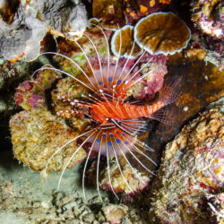 Budget Great Barrier Reef Scuba Dive Experience