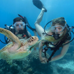 See Turtles on a Budget Great Barrier Reef Scuba Dive