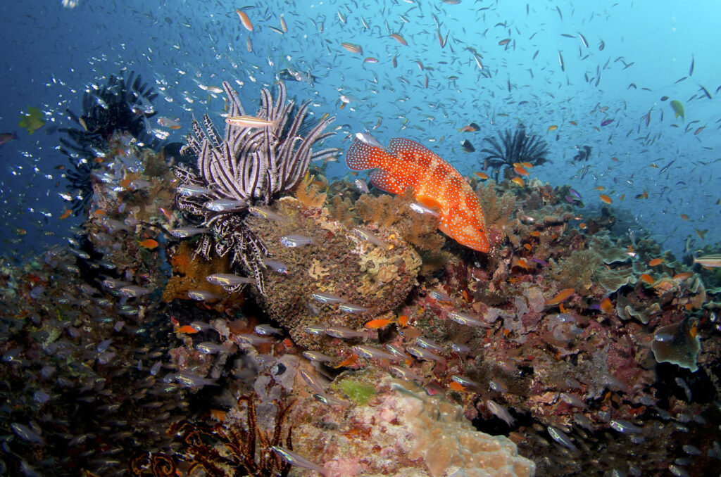 Fish and Coral on the Great Barrier Reef