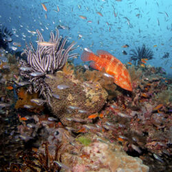 Fish and Coral on a Budget Great Barrier Reef Scuba Dive