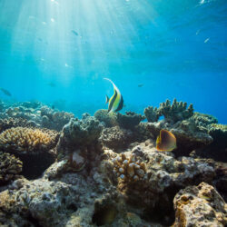 Budget Great Barrier Reef Snorkel Trip Coral