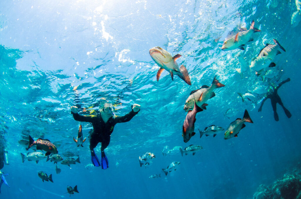 Cheap Great Barrier Reef Snorkel Trip