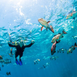 Cheap Great Barrier Reef Snorkel Trip