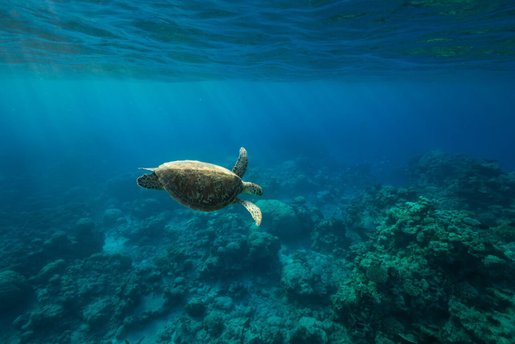 Budget Great Barrier Reef Snorkel Trip Turtle