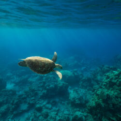 Budget Great Barrier Reef Snorkel Trip Turtle