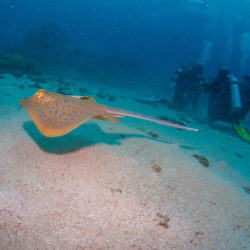 Ray on a Budget Intro Scuba Dive Day Trip from Cairns