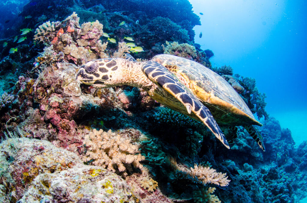 Turtle on a Budget Intro Scuba Dive Day Trip from Cairns