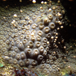 Coral polyps spawning Great Barrier Reef