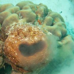 Coral Spawning Dive Trips Cairns