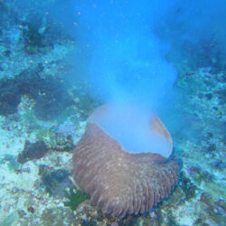 Coral Spawning event Great Barrier Reef