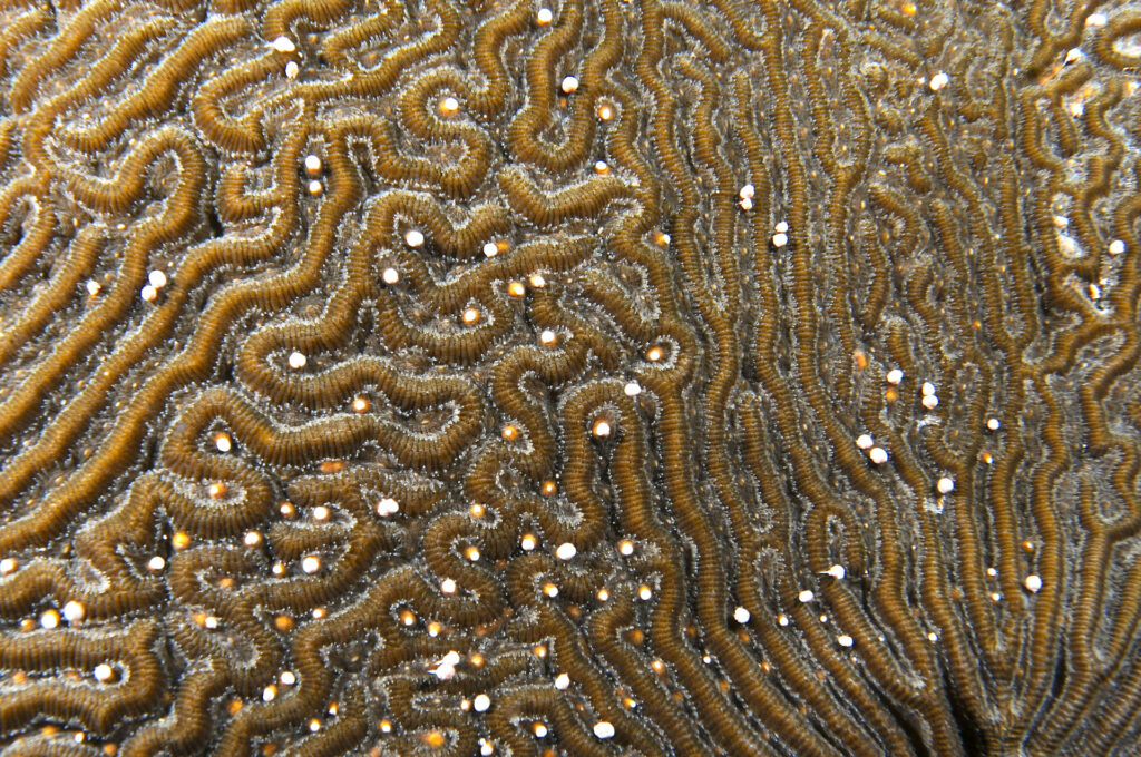 Coral spawning expeditions from Cairns