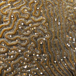 Coral spawning expeditions from Cairns