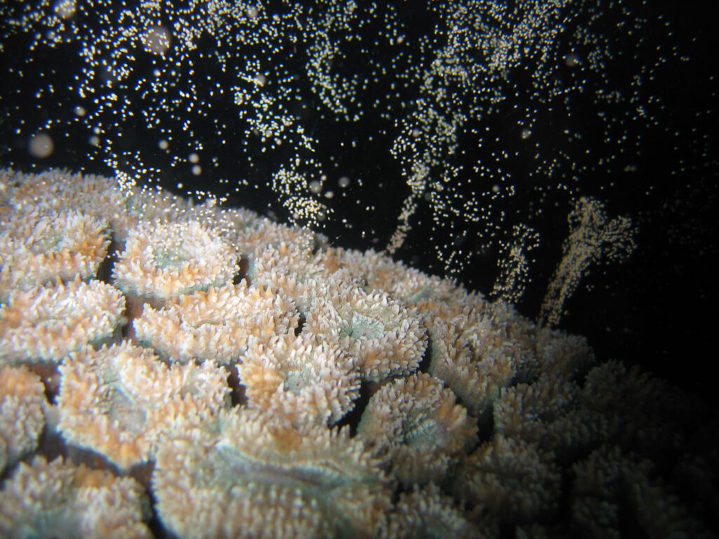 Coral Spawning Great Barrier Reef
