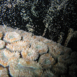Coral Spawning Great Barrier Reef