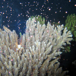 Coral Spawning night trips Great Barrier Reef