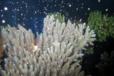 Coral Spawning night trips Great Barrier Reef