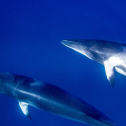 Dwarf Minke whales, Great Barrier Reef