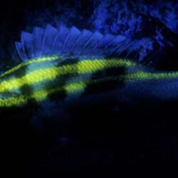 Fluoro dive marine life