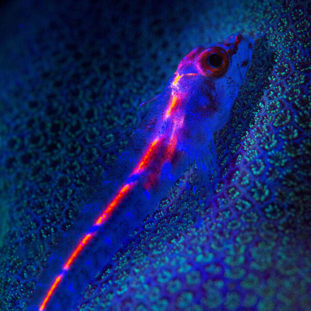 Fluoro Dive Trip Cairns