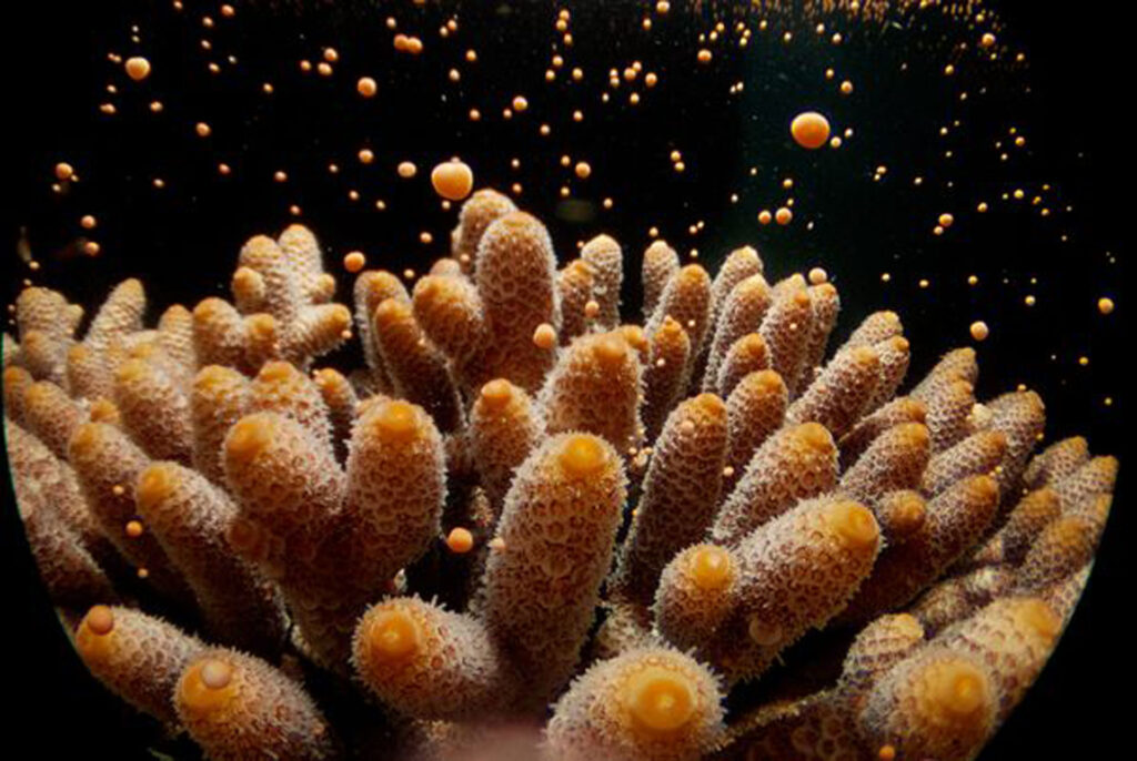 Great Barrier Reef coral spawning dive trips