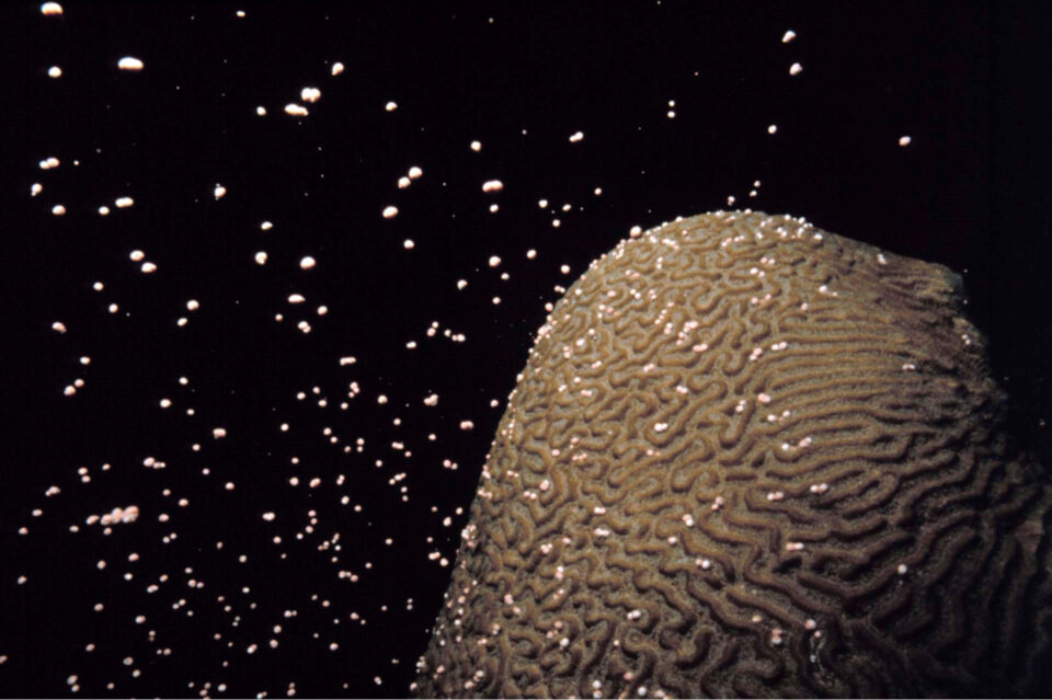 Great Barrier Reef Coral Spawning Expeditions
