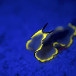 Great Barrier Reef Fluoro Dive
