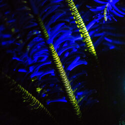 Great Barrier Reef Fluoro Diving