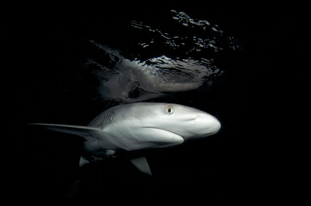 Great Barrier Reef Night Dive with Sharks