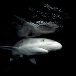 Great Barrier Reef Night Dive with Sharks