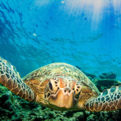 Intro Dive from Cairns Turtle