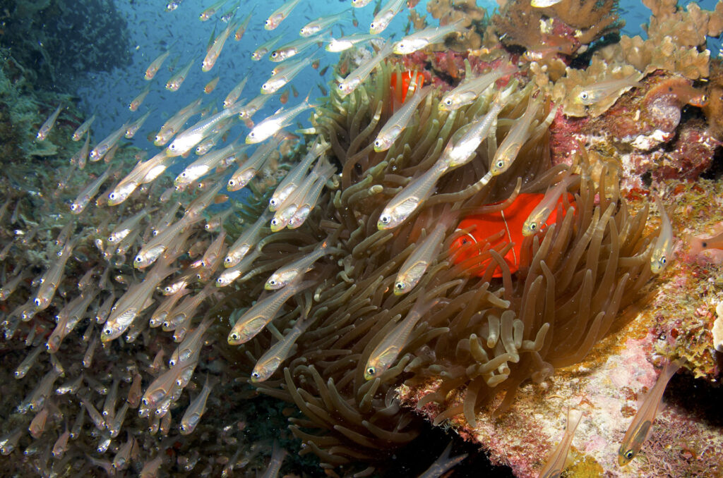 Liveaboard intro dive from Cairns