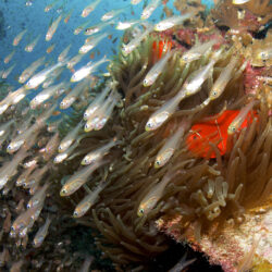 Liveaboard intro dive from Cairns