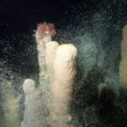 Mass Coral Spawning Great Barrier Reef