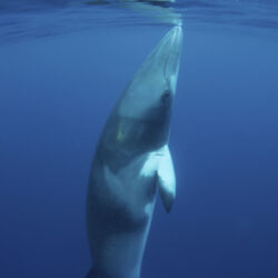 Minke whale close up Great Barrier Reef