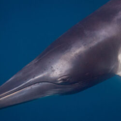 Minke Whale dive trip Cairns