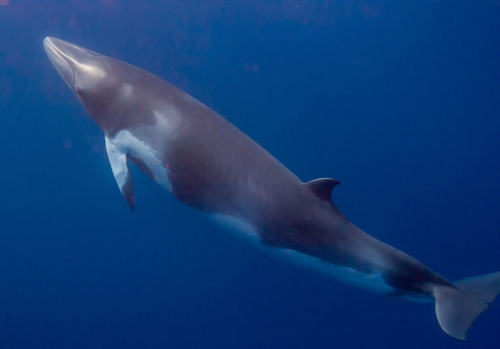 Minke whale expeditions from Cairns