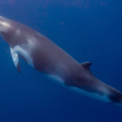 Minke whale expeditions from Cairns