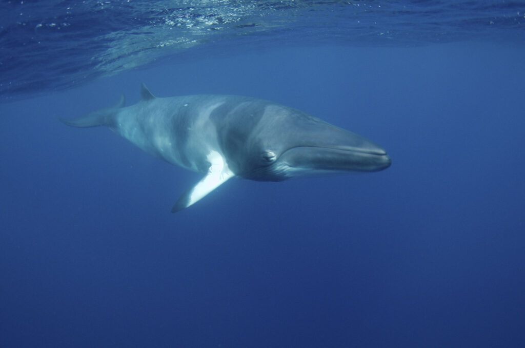 Minke whale interaction Great Barrier Reef