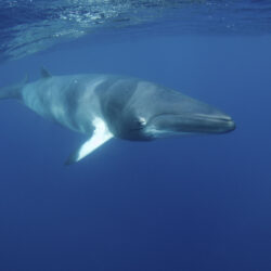 Minke whale interaction Great Barrier Reef