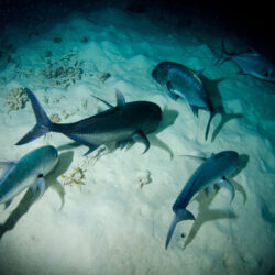 NIght Dive with Sharks Great Barrier Reef