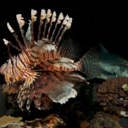 Night diving, Great Barrier Reef