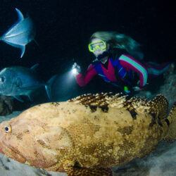 Night diving Great Barrier Reef liveaboard