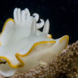 NIght Diving OceanQuest Liveaboard