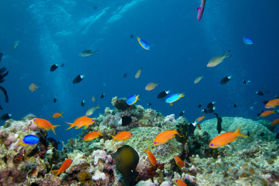 Overnight cert dive trip from Cairns