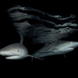 Reef Sharks Great Barrier Reef