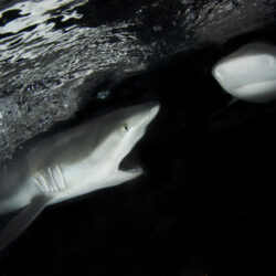 Reef Sharks Night Dive Cairns