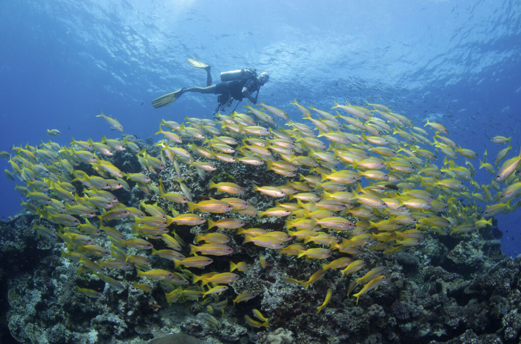 ReefQuest Great Barrier Reef Cert Dive Day Trip